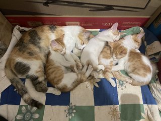 Angel And Her Kittens - Domestic Medium Hair Cat