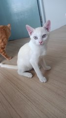 Sukkar (Sugar) - Domestic Medium Hair Cat