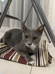 Bosch - Russian Blue Cat