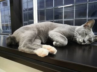 Bosch - Russian Blue Cat