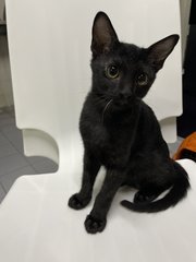 Grey - Domestic Short Hair Cat