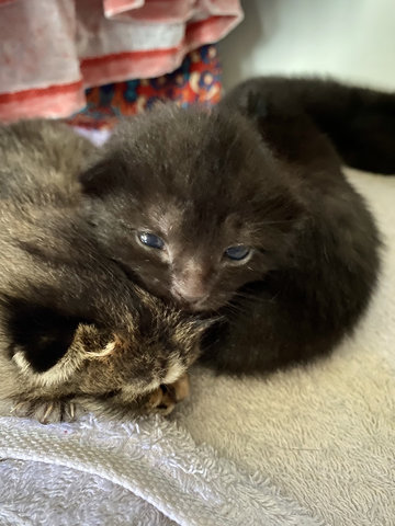 3 Black Kittens Up For Adoption - Domestic Short Hair Cat