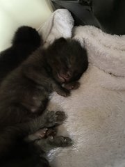 3 Black Kittens Up For Adoption - Domestic Short Hair Cat