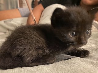 3 Black Kittens Up For Adoption - Domestic Short Hair Cat