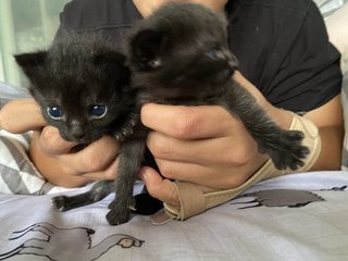 3 Black Kittens Up For Adoption - Domestic Short Hair Cat