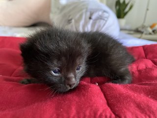 3 Black Kittens Up For Adoption - Domestic Short Hair Cat