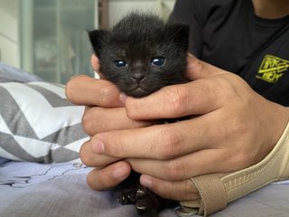 3 Black Kittens Up For Adoption - Domestic Short Hair Cat