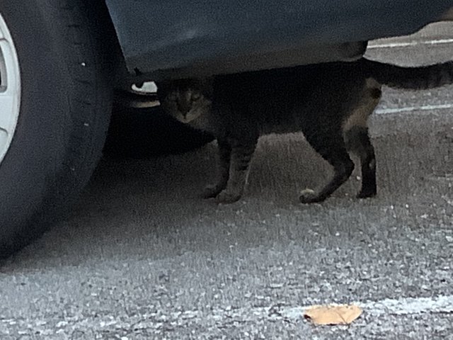 Tommy - Abyssinian Cat