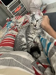 Cassie - Domestic Short Hair + Ocicat Cat