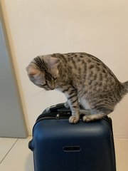 Cassie - Domestic Short Hair + Ocicat Cat