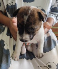 She has tiger stripe pattern on her head!