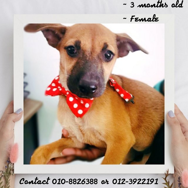 Cora - Mixed Breed Dog