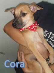 Cora - Mixed Breed Dog