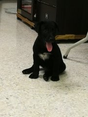 Rocky - Labrador Retriever Mix Dog