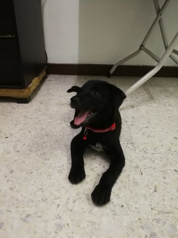 Rocky - Labrador Retriever Mix Dog