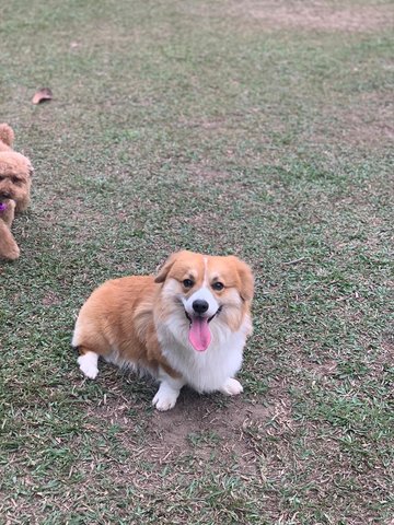 Jellybean - Corgi Dog