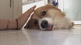 Jellybean - Corgi Dog