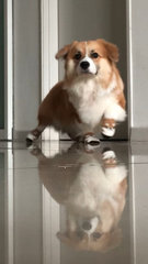 Jellybean - Corgi Dog