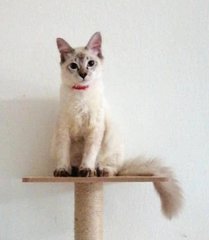 Borobok - Domestic Short Hair Cat