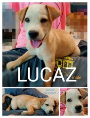 Lucaz - Labrador Retriever Mix Dog