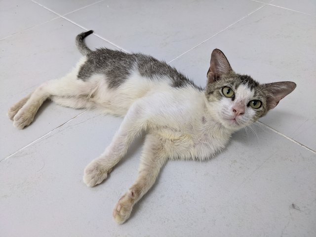 Tam - Domestic Short Hair Cat