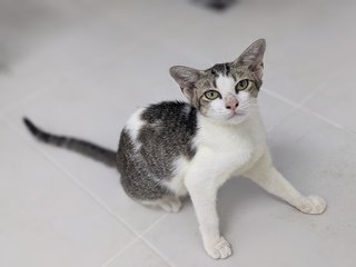 Tam - Domestic Short Hair Cat