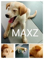 Maxz - Golden Retriever Mix Dog