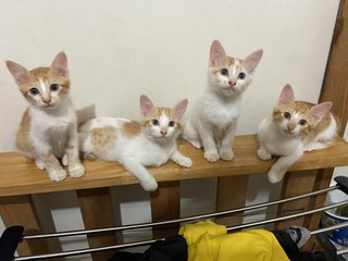 4 Kittens - Domestic Medium Hair Cat