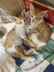 4 Kittens - Domestic Medium Hair Cat