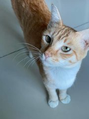 Amber - Domestic Short Hair Cat