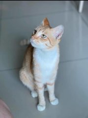 Amber - Domestic Short Hair Cat