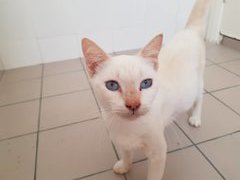 Snowbell - Domestic Short Hair Cat