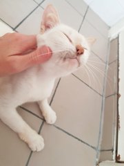 Snowbell - Domestic Short Hair Cat