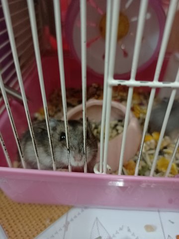 Batates - Short Dwarf Hamster + Striped Hamster Hamster