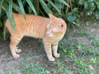 Oyen - Domestic Short Hair Cat