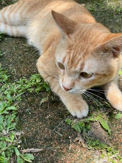 Oyen - Domestic Short Hair Cat