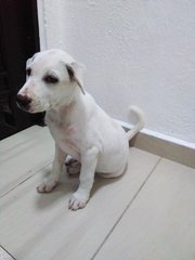 Bow-bow - Mixed Breed Dog