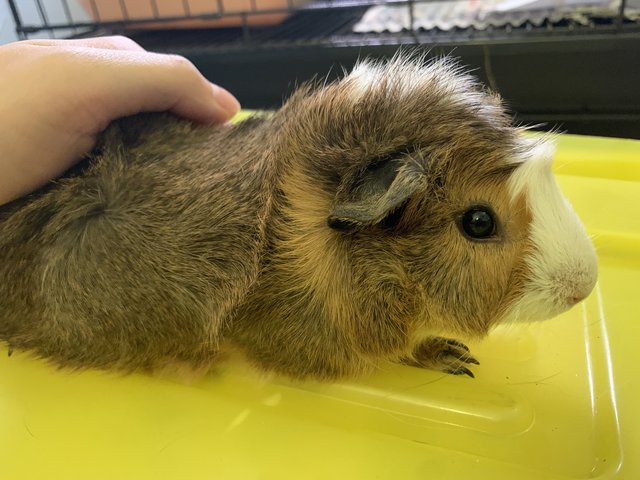 Pudding And Cinnamon - Guinea Pig Small & Furry