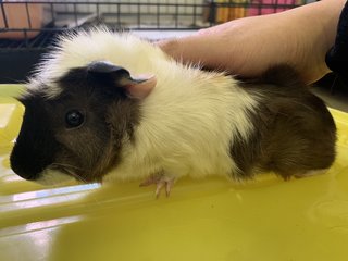 Pudding And Cinnamon - Guinea Pig Small & Furry