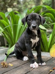 Good Boy Larry - Mixed Breed Dog