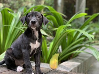 Good Boy Larry - Mixed Breed Dog