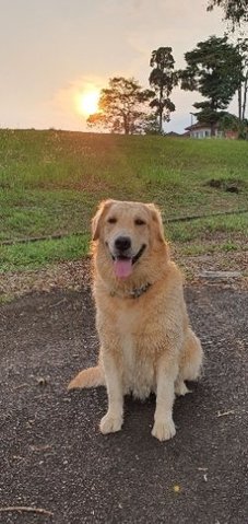 Roxy - Golden Retriever Dog