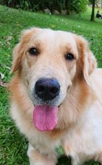 Roxy - Golden Retriever Dog