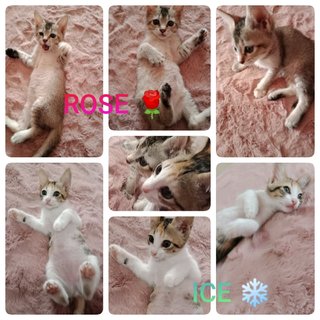 Rose And Ice - Domestic Short Hair Cat