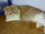 Arone - Persian Cat