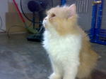 Arone - Persian Cat
