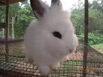 Lion Angora - Lionhead + Angora Rabbit Rabbit