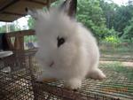 Lion Angora - Lionhead + Angora Rabbit Rabbit