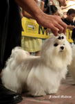 Frederf Maltese - Maltese Dog