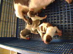 Tiny Chihuahua Puppies Mka Cert - Chihuahua Dog